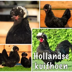 Hollandse Kuifhoen broedeieren