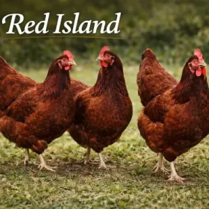 Red Island broedeieren