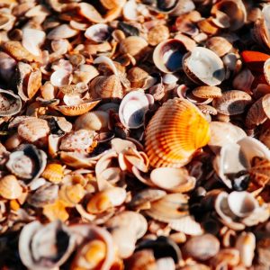 Schelpen – 7-15 mm – Zakken