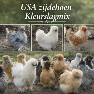 USA zijdehoen kleurslagmix broedeieren