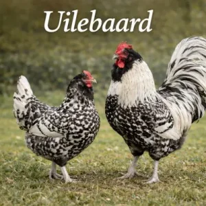 Uilebaard broedeieren (bedreigd Nederlands ras)