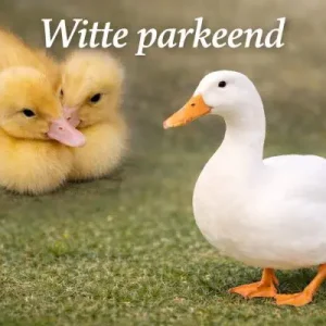 Witte parkeend broedeieren